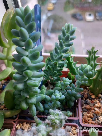 Набор черенков суккулентов для садика