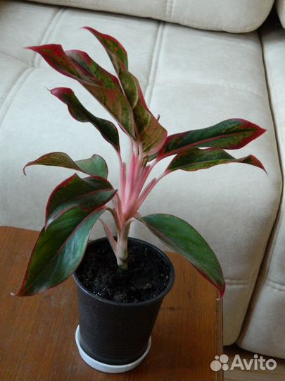 Аглаонема Крит