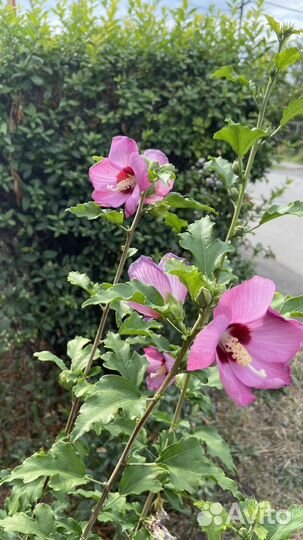 Гибискус сирийский