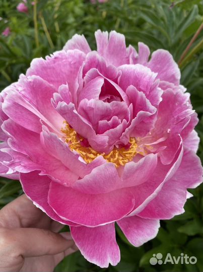 Пион August Dessert, Dansing Butterfly