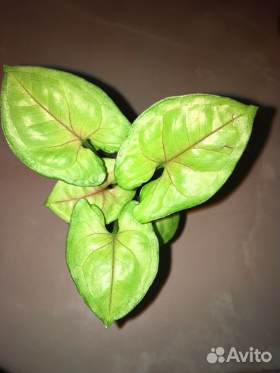 Сингониум лайм сода