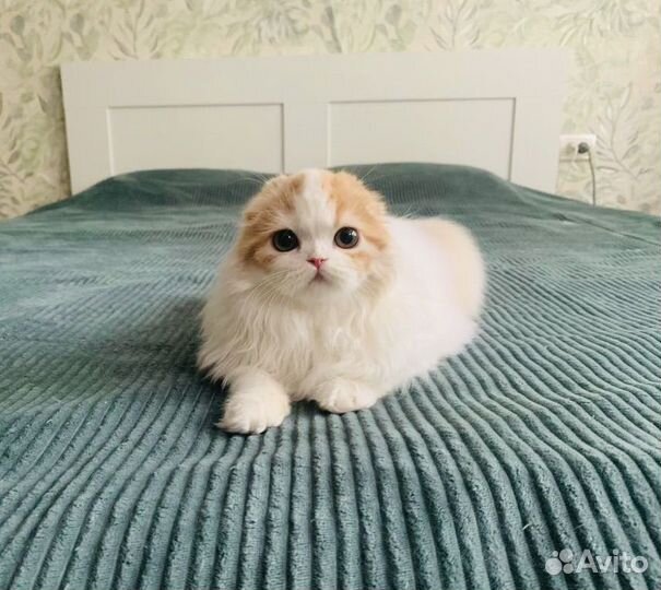 Котенок хайленд фолд