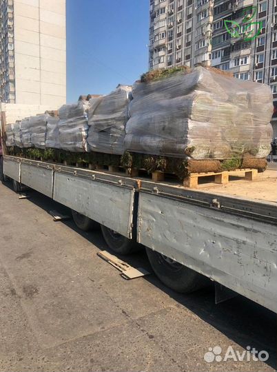 Рулонный газон с укладкой