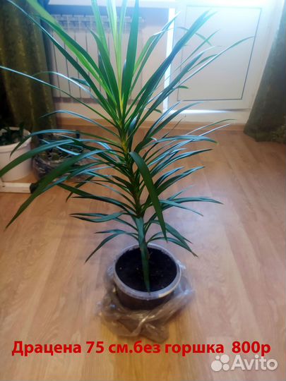 Пальма драцена, сансевиерия, спастифилум,эпифилум