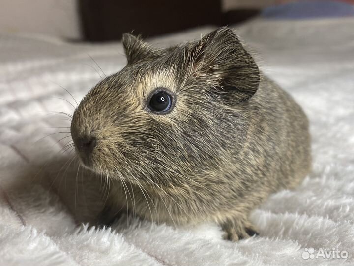 Морская свинка девочка