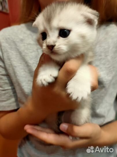 Шотландская вислоухая шиншилла