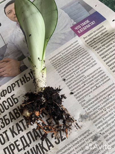 Сортовые растения