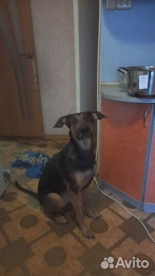 Отдам собаку в хорошие руки