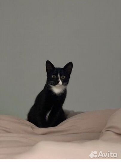 Кошка в дар