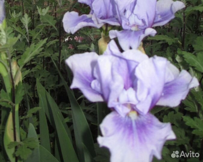 Ирисы