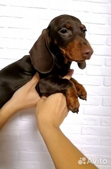 Щенок таксы