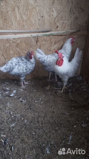 Петушки породы Леггорн и Пушкинская