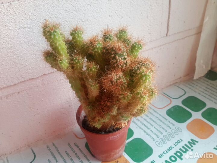 Коралловый мини кактус