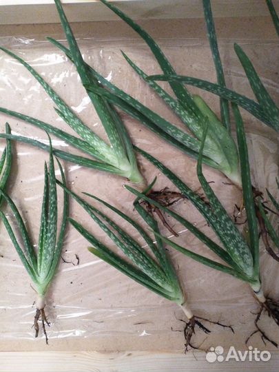 Алое вера лечебное детки