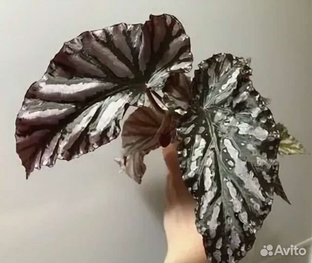 Комнатные растения цветы