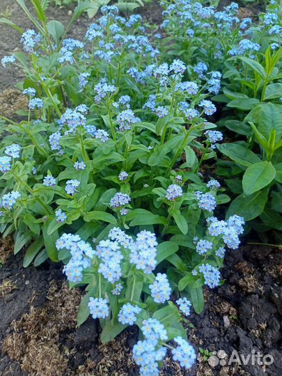 Домашние цветы