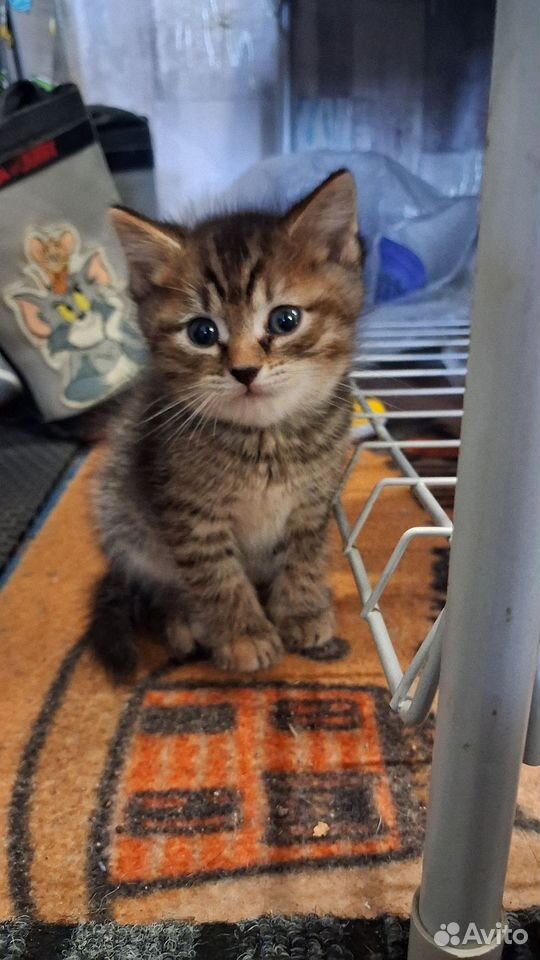 Котёнок в добрые руки, Томск