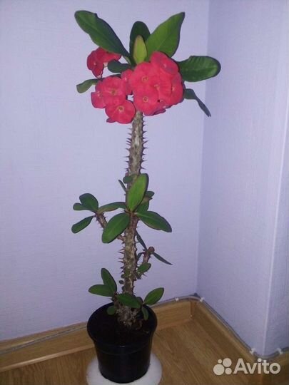 Комнатные цветы