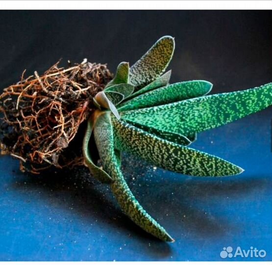 Гастерия. Суккулент