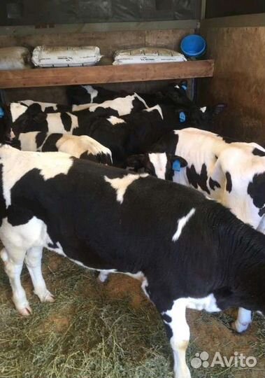 Бычки на откорм. Телочки на племя