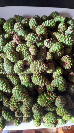 Варенье из молодых сосновых шишек