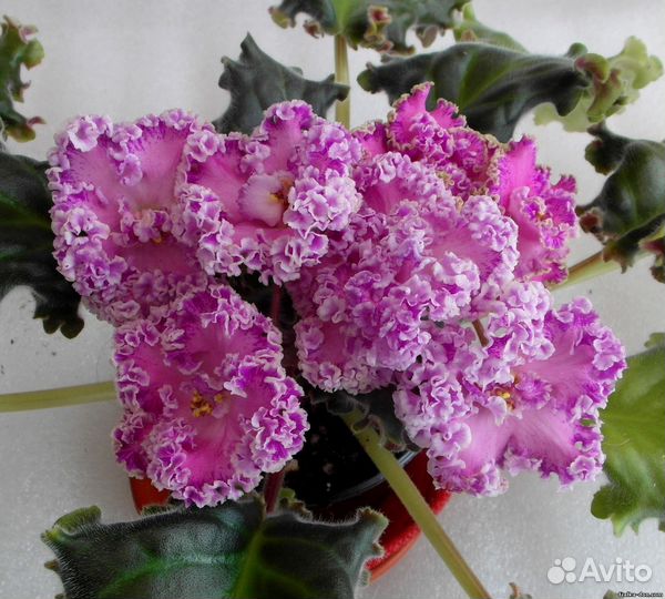 Фиалки сортовые детками