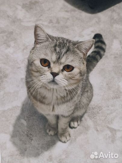 Вязка с шотландским котом