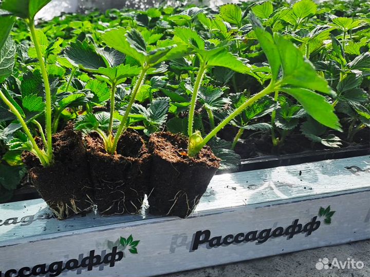 Рассада клубники. Фриго