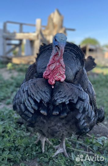 Инкубационное яйцо индюшек