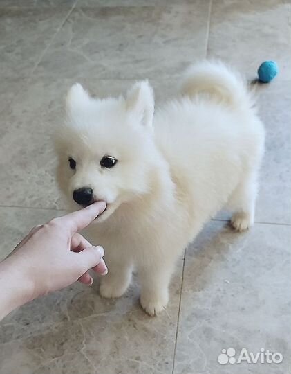 Щенки самоеда