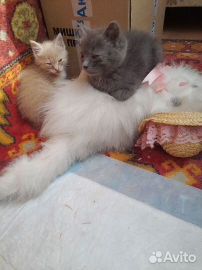 Котята в добрые руки