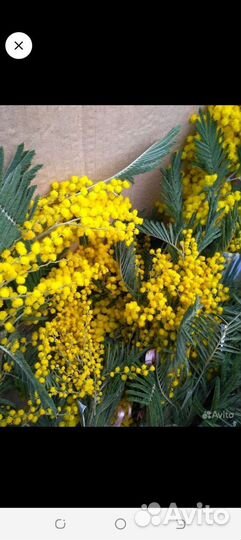 Дубовые веники для бани