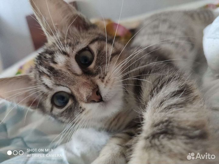 Бесплатно кошка