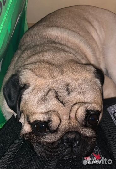 Мопс вязка мальчик