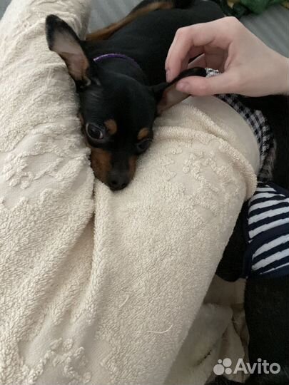 Мини той-терьер