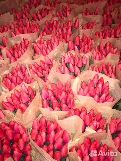 Луковицы тюльпанов