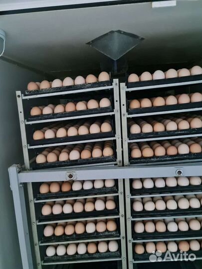 Инкубационное яйцо бройлера