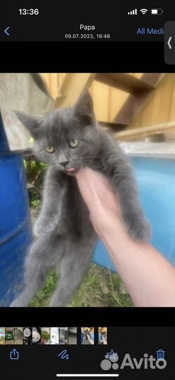 Кошки в добрые руки бесплатно