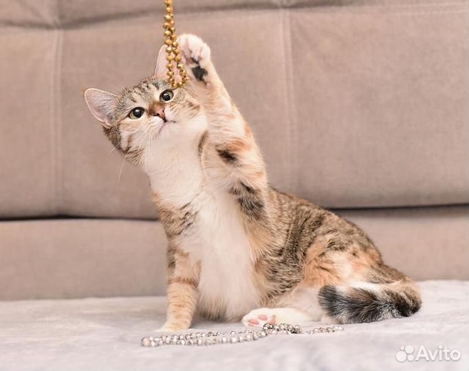Кошка в дар