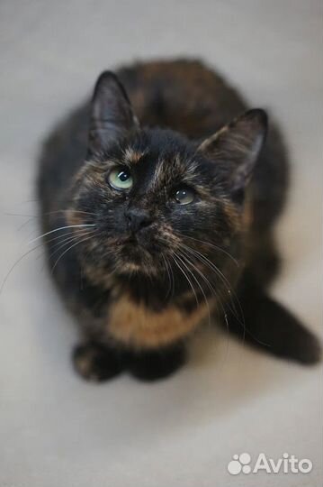 Мозаика в поиске семьи