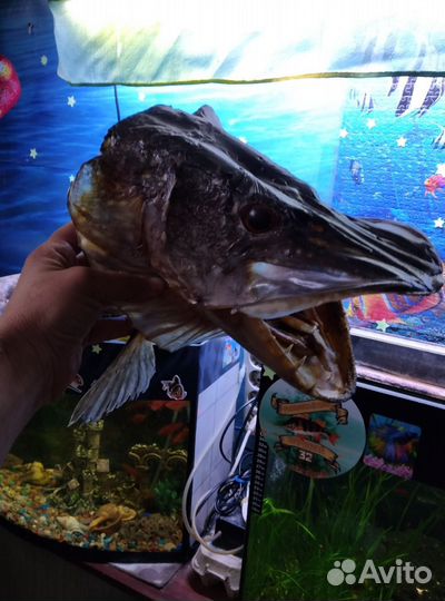 Щука-чучела