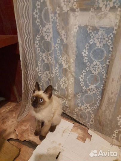 Отдам котенка