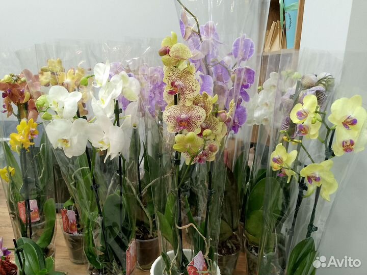 Комнатные цветы орхидеи