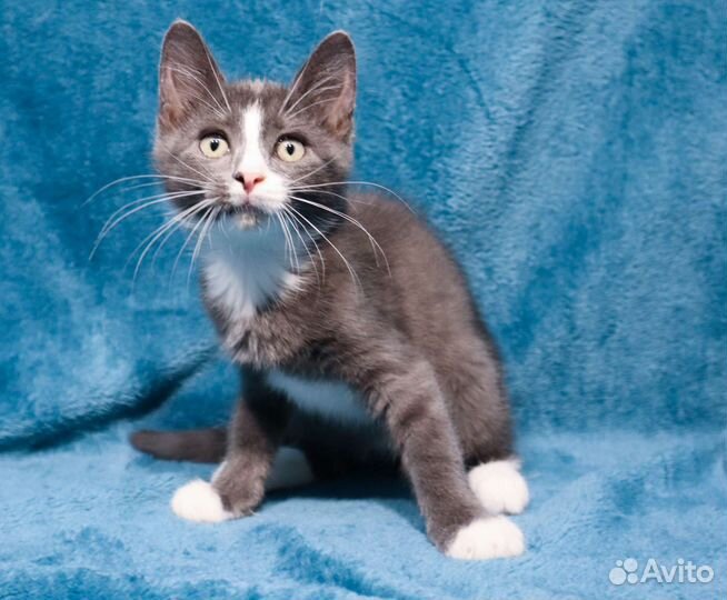 Котёнок ищет дом