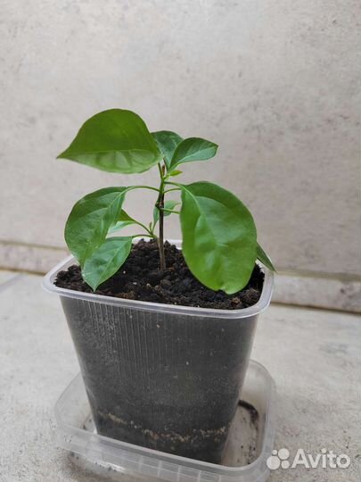 Бугенвиллия черенок