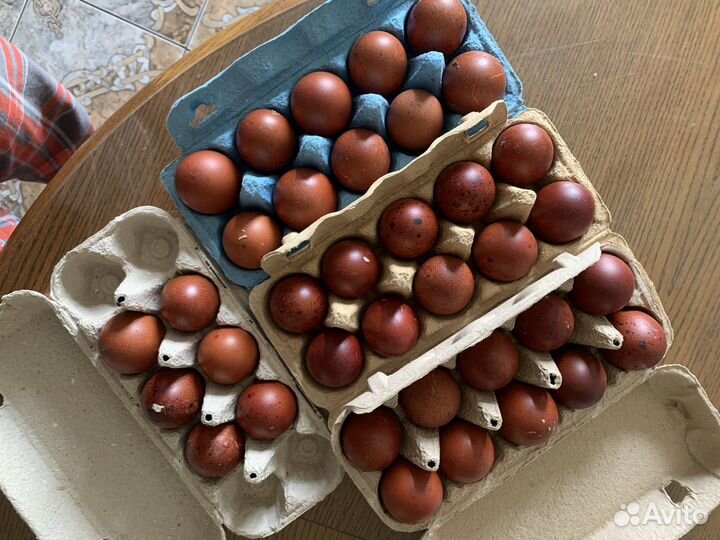 Инкубационное яйцо