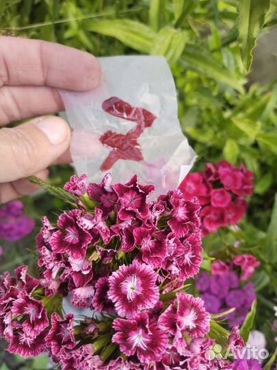 Гвоздика турецкая семена и рассада