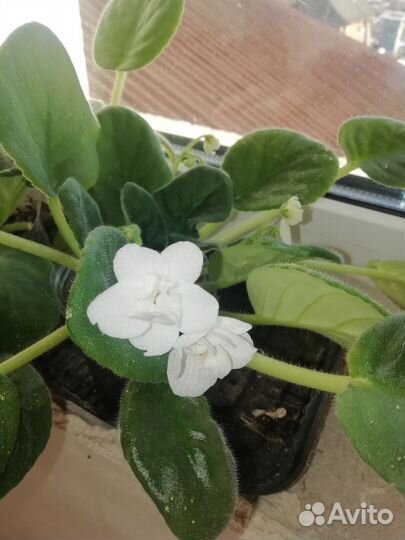 Сортовые фиалки цветущие