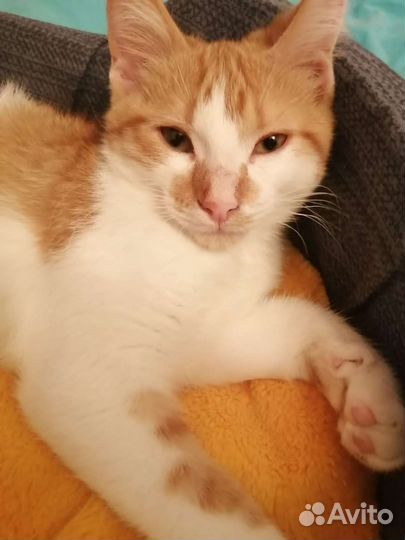 Рыжий котенок мальчик