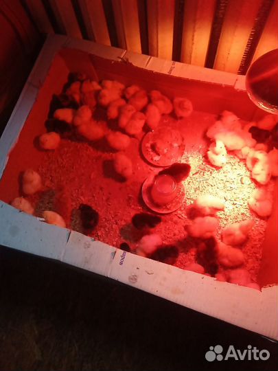 Цыплята суточные